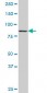 DNAJC10 Antibody (monoclonal) (M02)